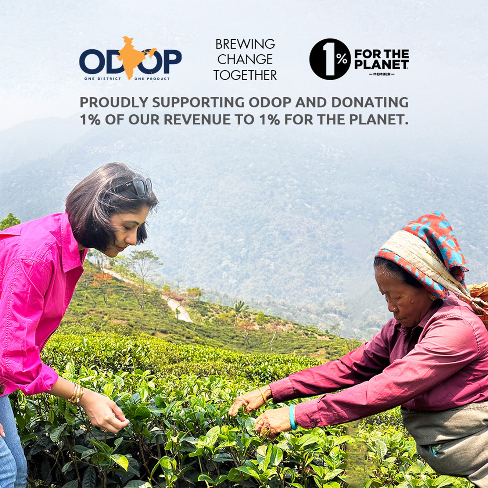 Ginger Turmeric Tea Bags | Immunity Green Tea - 15 Count