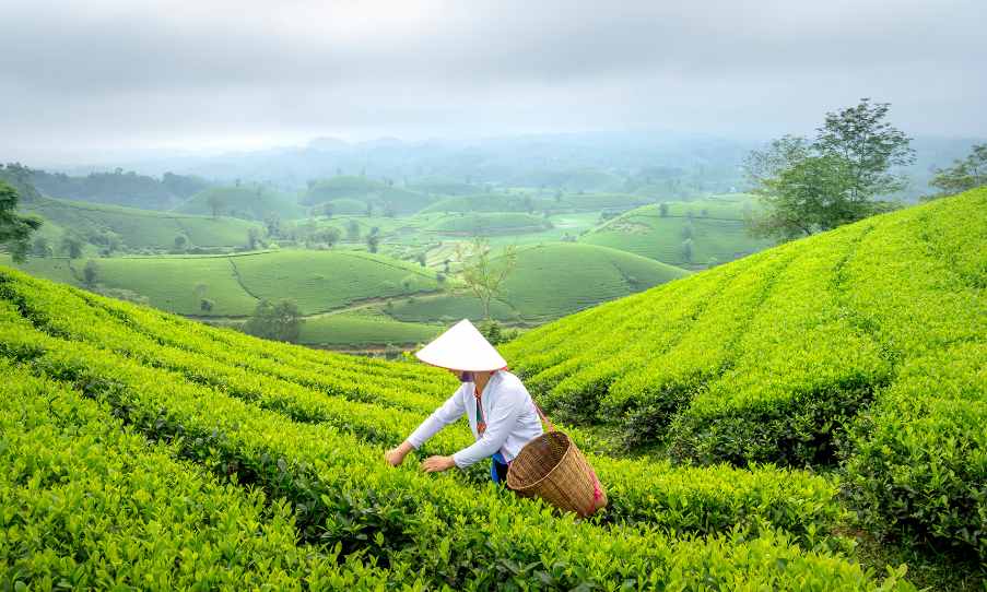 Top 5 Most Expensive Teas in the World